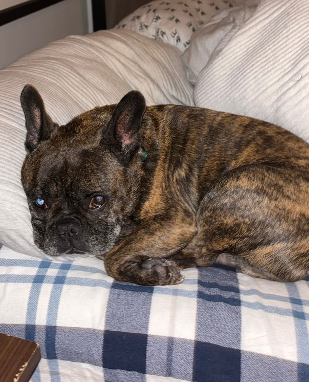 Beau curled up asleep on a bed