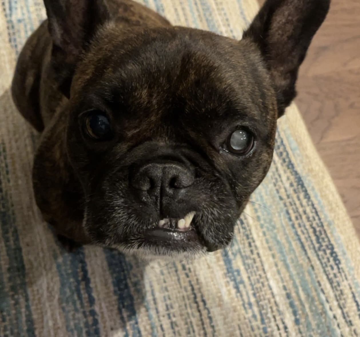 Beau looking up at the camera with his bottom tooth showing