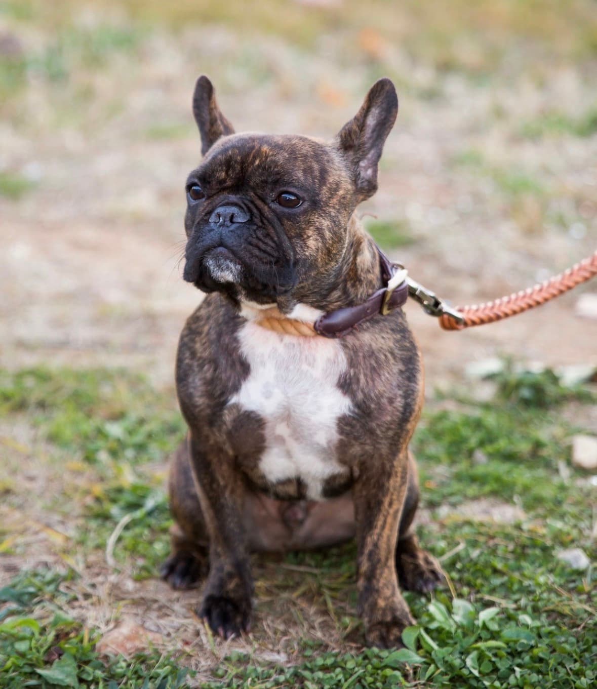 Beau, a brindle French bulldog, sitting outside in the grass