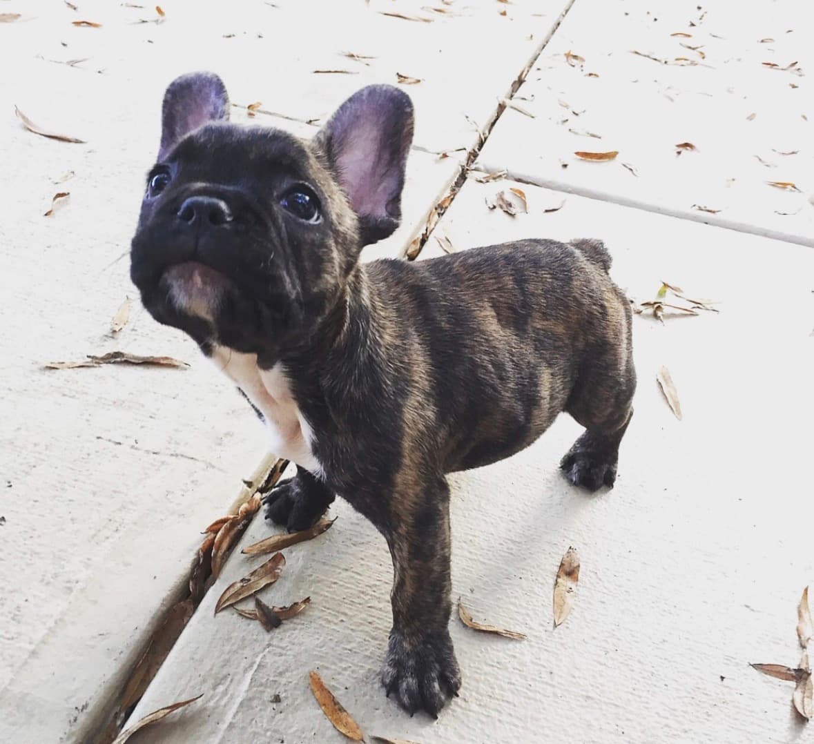 Beau as a puppy, standing on the patio and looking up